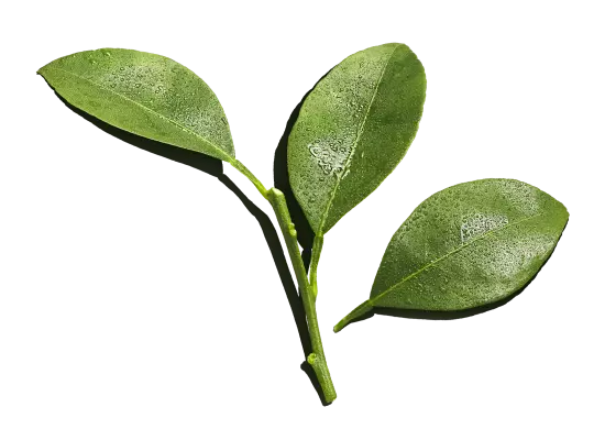 hojas-1.png